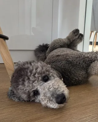 Juri, Bürohund